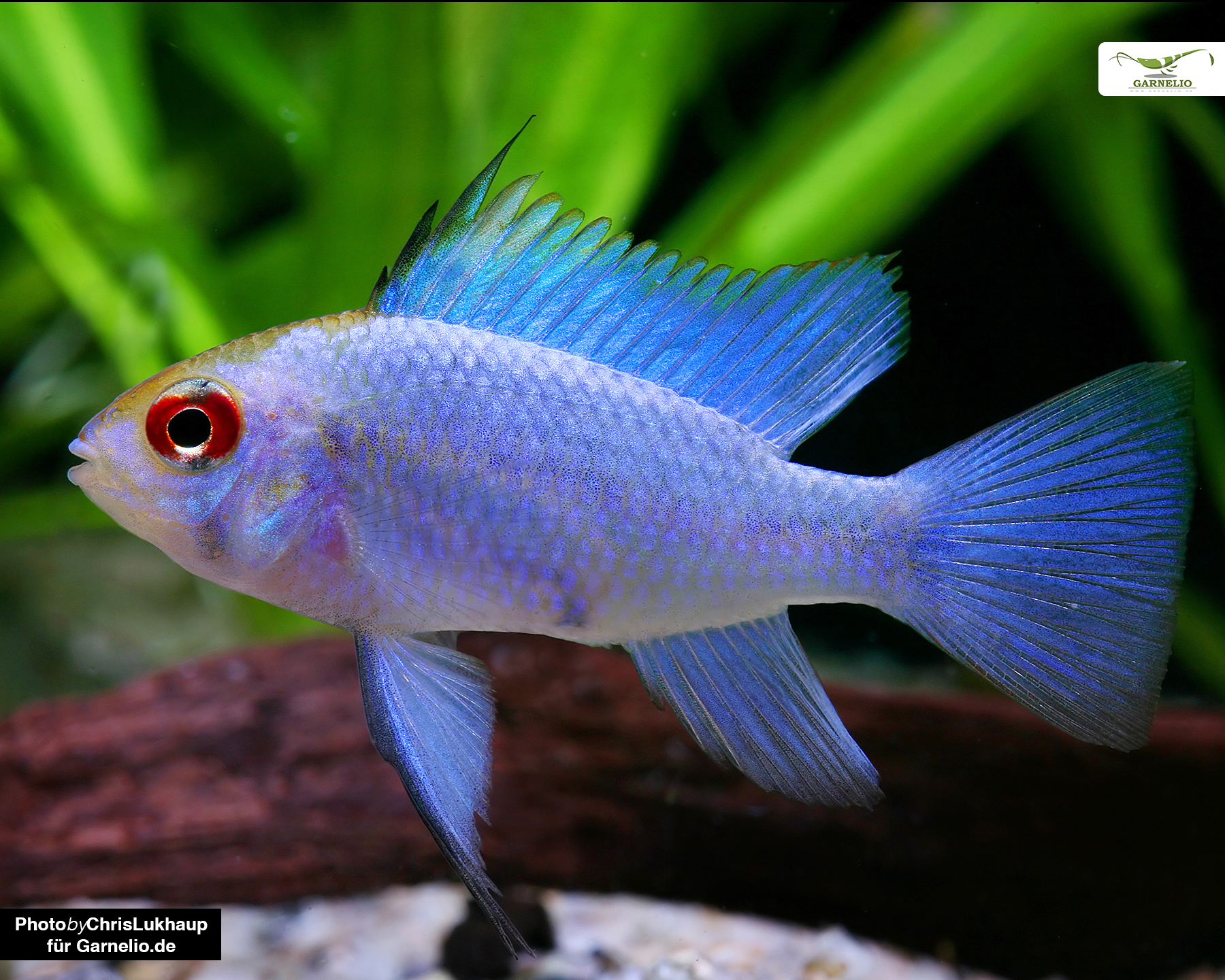 Electric Blue Butterfly Cichlid (Mikrogeophagus ramirezi)